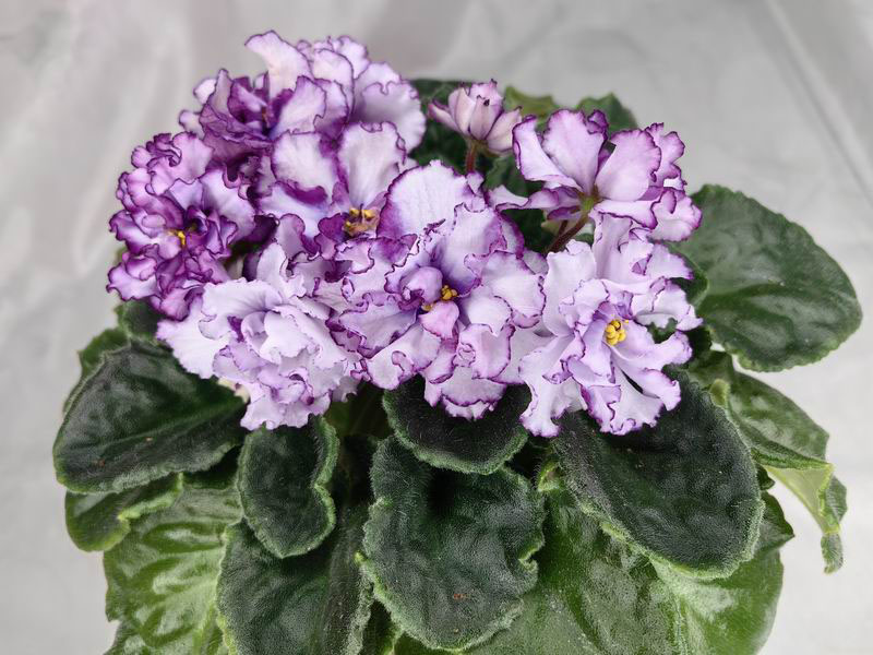 Ален-Organza Purpur.jpg