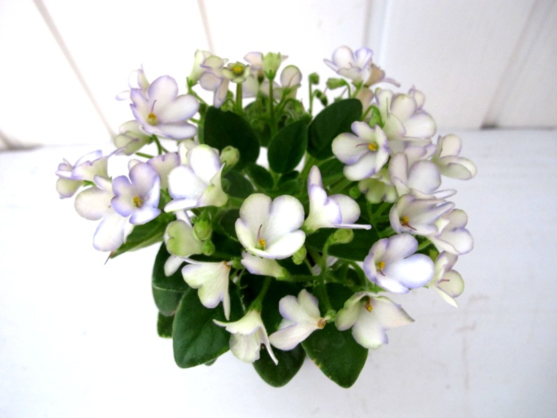 Н-Славянка, мини.JPG