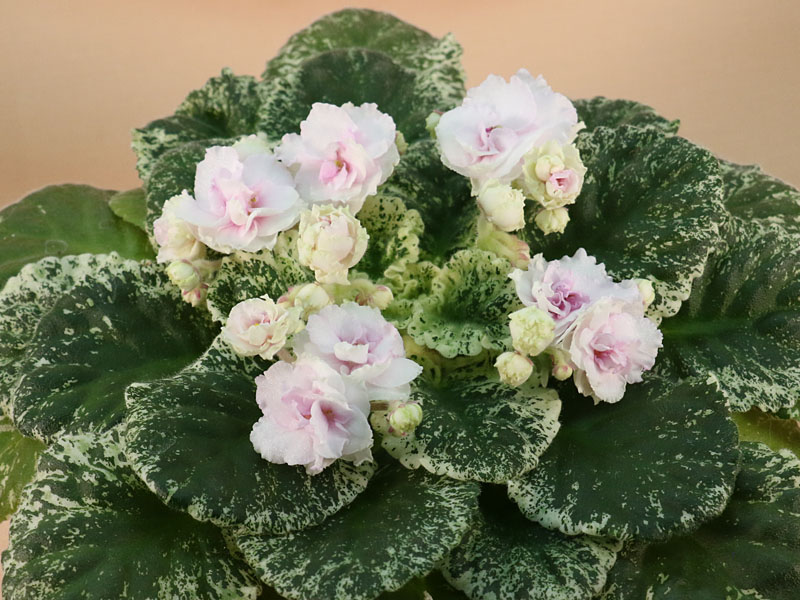 Watermelon Snow