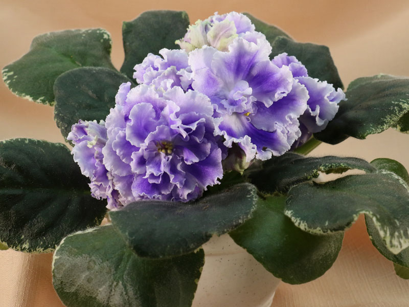 ТФ-Хризоколла