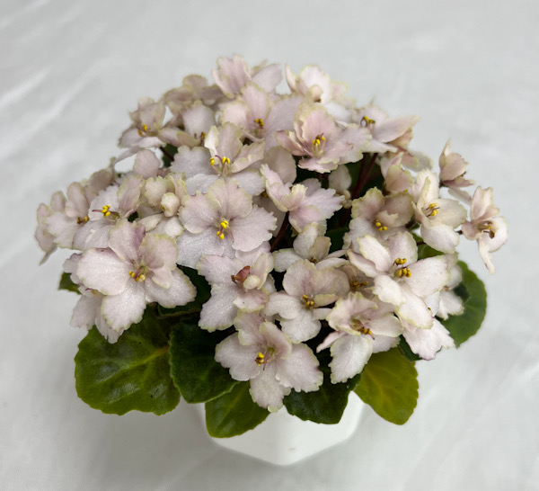 Emerald Pink, колл. И.Щедрина