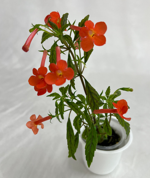 Ахименес Achimenes erecta (природный вид), колл. Н.Старостенко