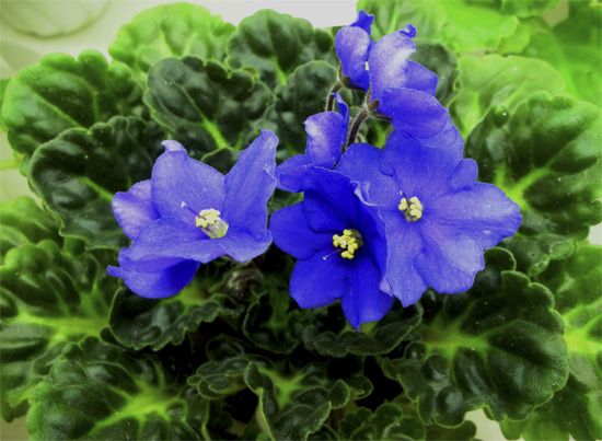 Синий-синий Kentucky Blue Bonnet