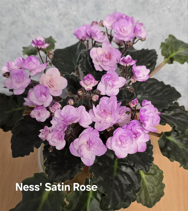 ness'-satin-rose.jpg