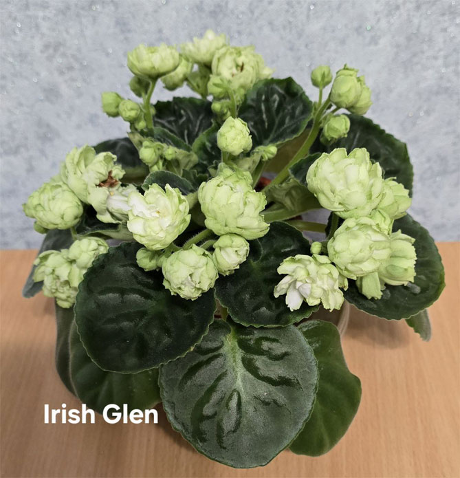 irish-glen.jpg