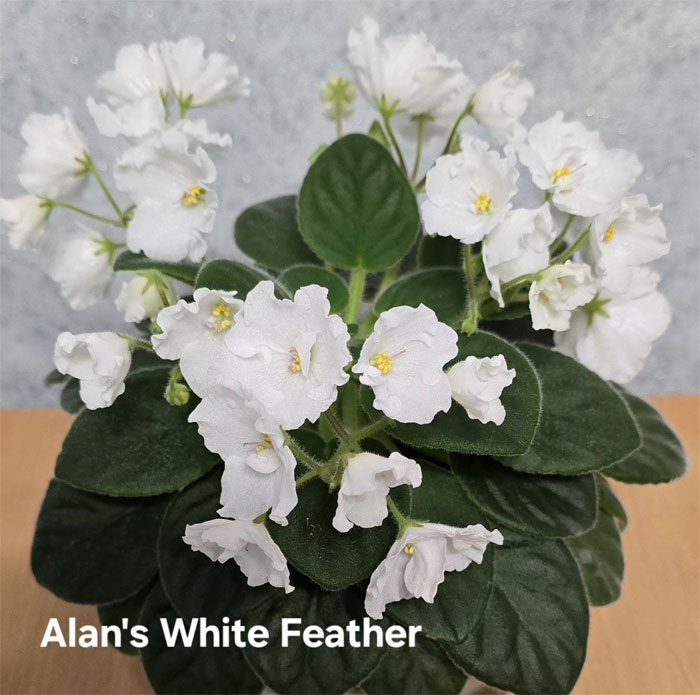 alan's-white-feather.jpg