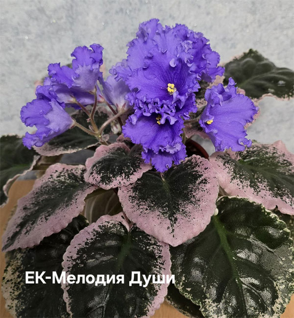 ек-мелодия-души.jpg