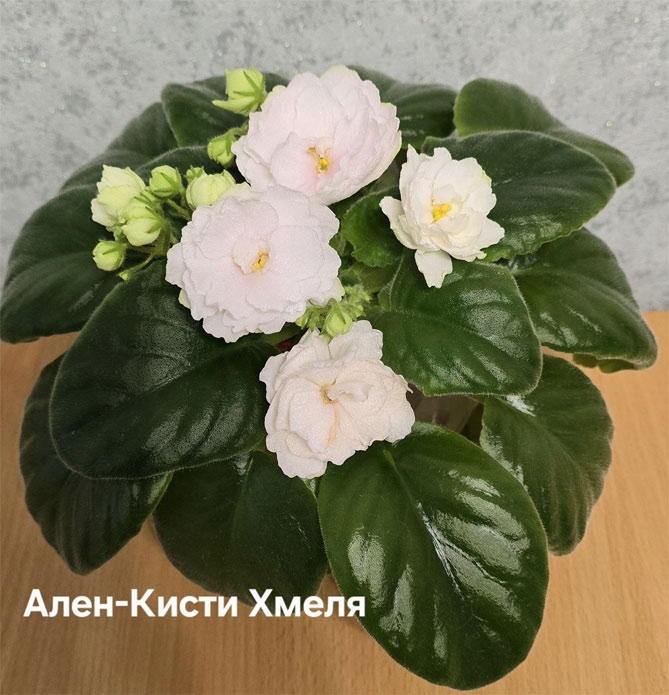 ален-кисти-хмеля.jpg