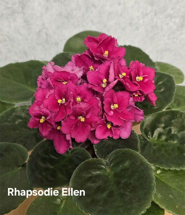 rhapsodie-ellen.jpg