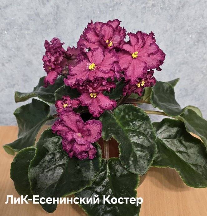 лик-есенинск-костер.jpg