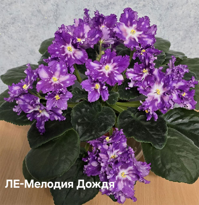 ле-мелодия-дождя.jpg