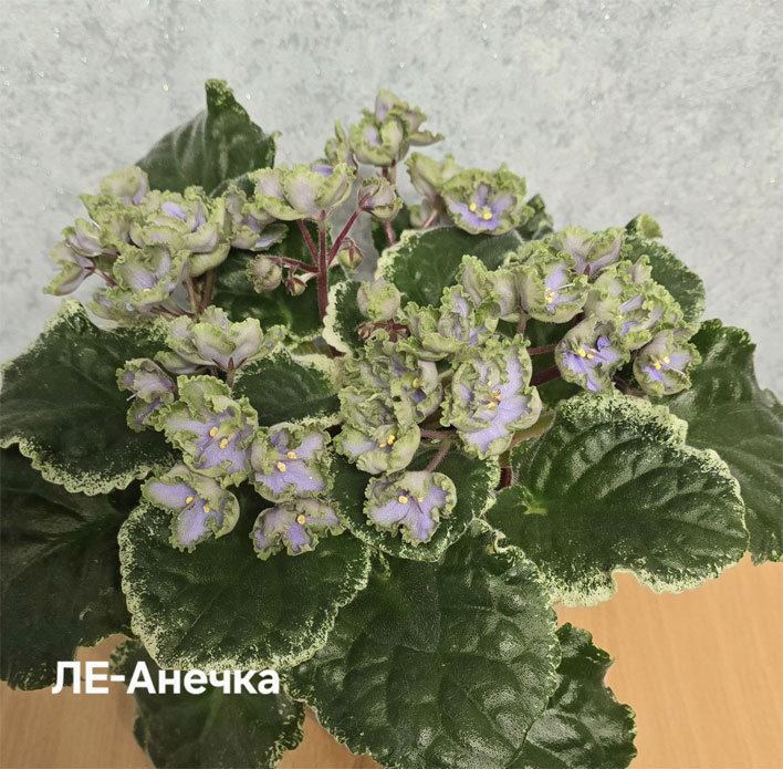 ле-анечка.jpg
