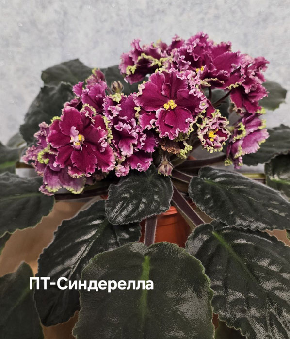 пт-синдерелла.jpg