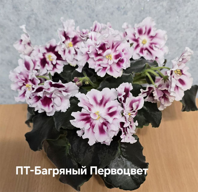 пт-багр-первоцвет.jpg