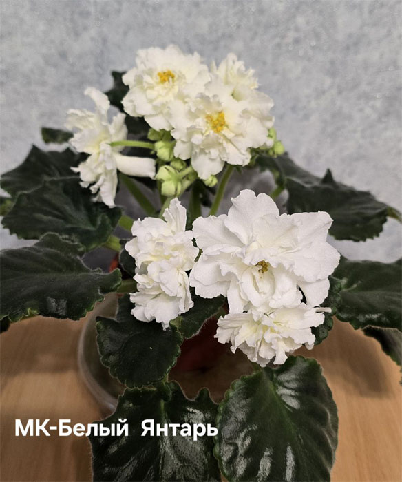 мк-белый-янтарь.jpg