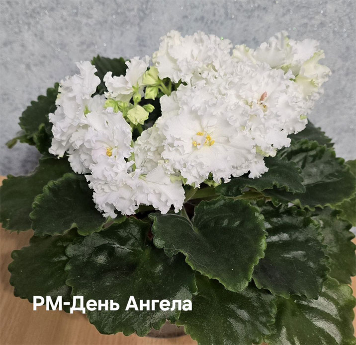 рм-день-ангела.jpg