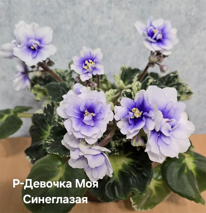р-девочка-моя-синеглазая.jpg