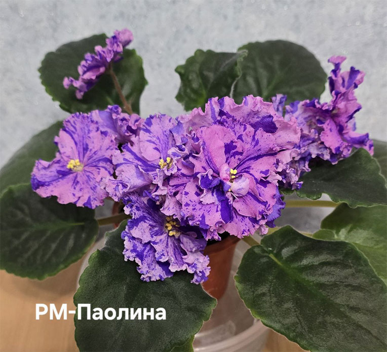 рм-паолина.jpg