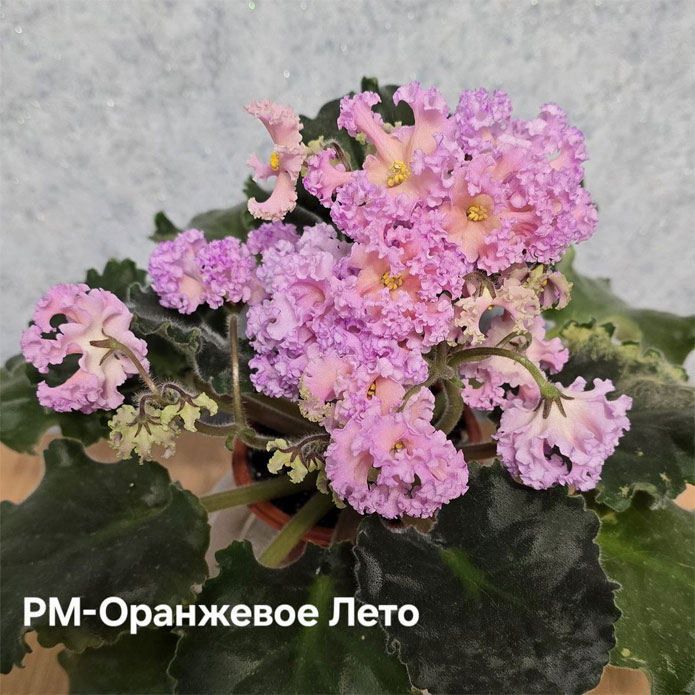 рм-оранж-лето.jpg