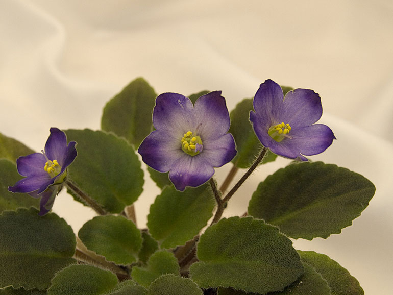 Sea Bells (B.Elkin).jpg