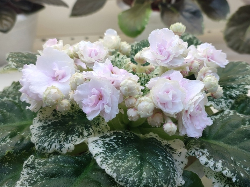 Копейкина Watermelon Snow.jpg