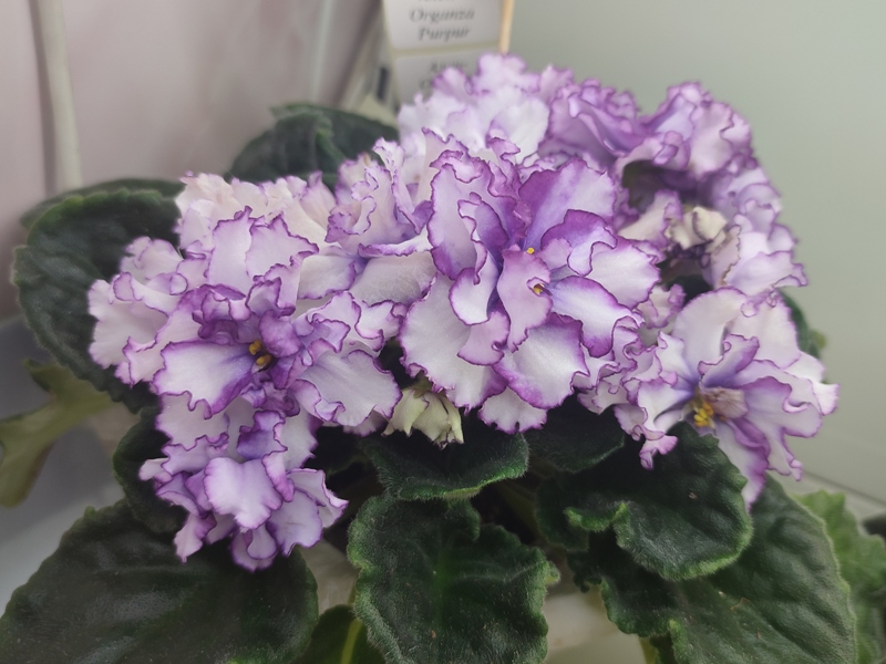 Плессер Ален-Organza Purpur.jpg