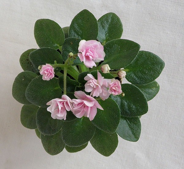 сорт Rosy Cheeks