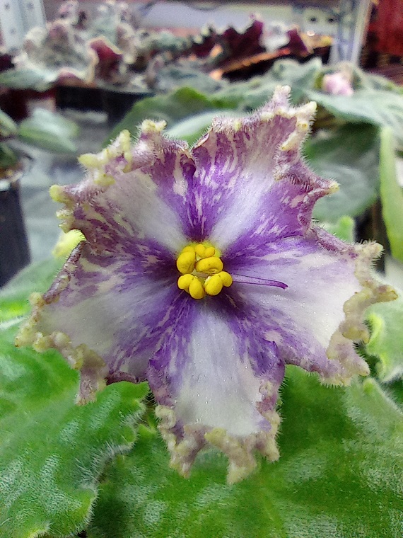 IMG_20241022_144303.jpg