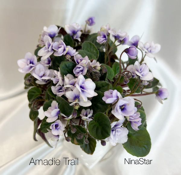 Amadie Trail
