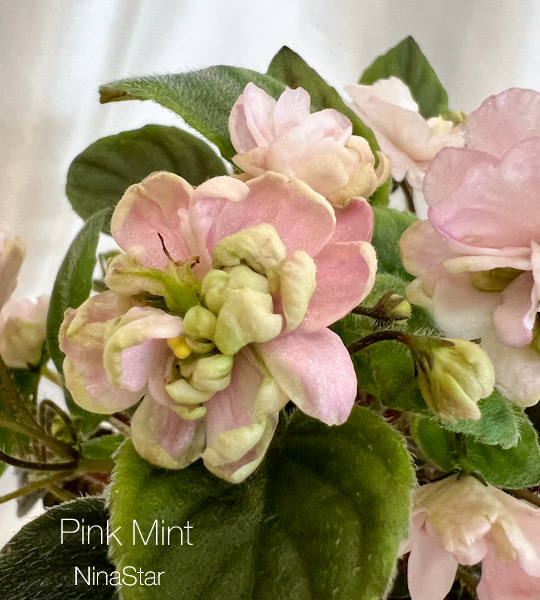 Pink Mint