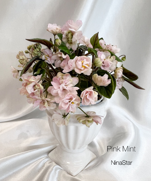 Pink Mint