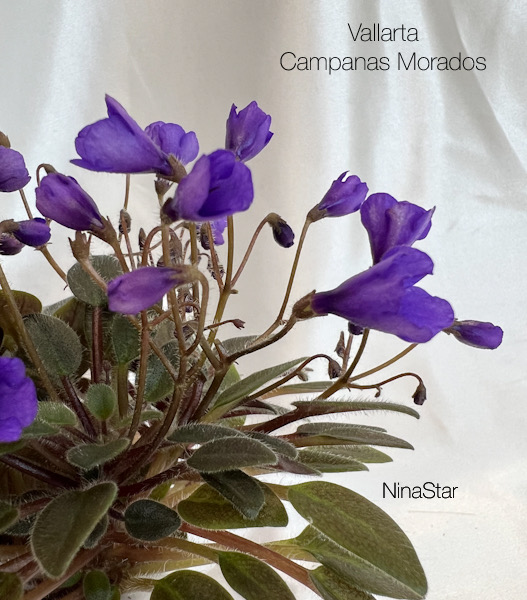 Vallarta Campanas Morados