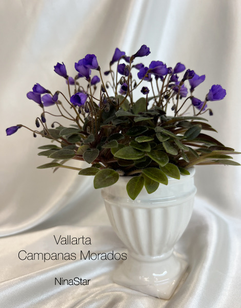 Vallarta Campanas Morados