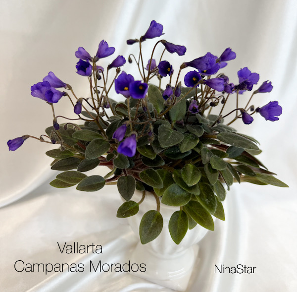 Vallarta Campanas Morados