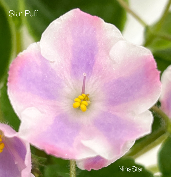 Star Puff