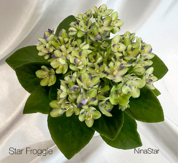 Star Froggie