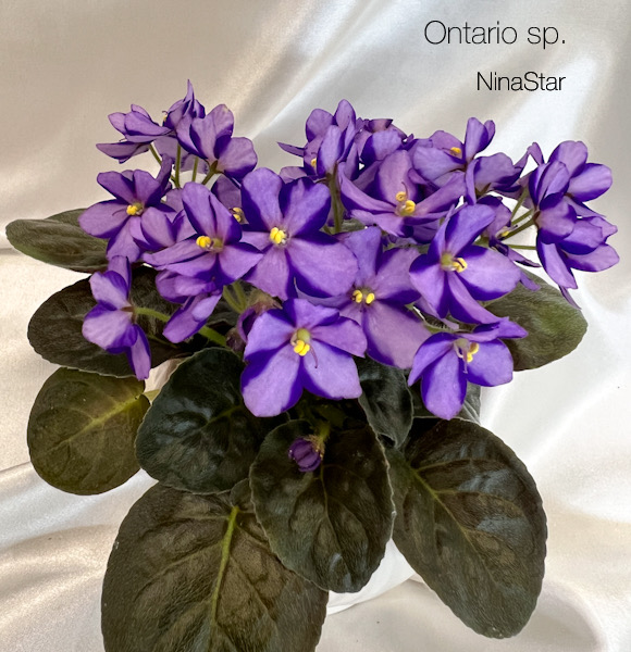 Ontario sp.