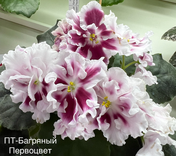 ПТ-Багряный Первоцвет