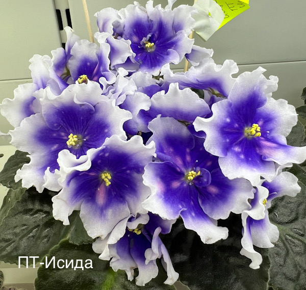 ПТ-Исида