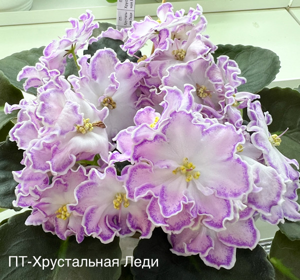 ПТ-Хрустальная Леди