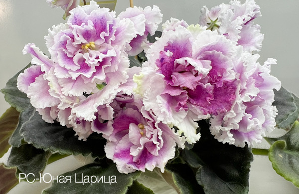 PС-Юная Царица