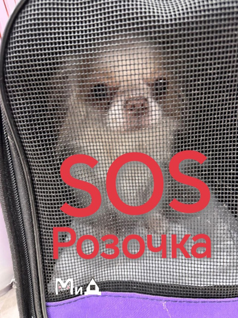 Розочка дек 2024 мед.jpg