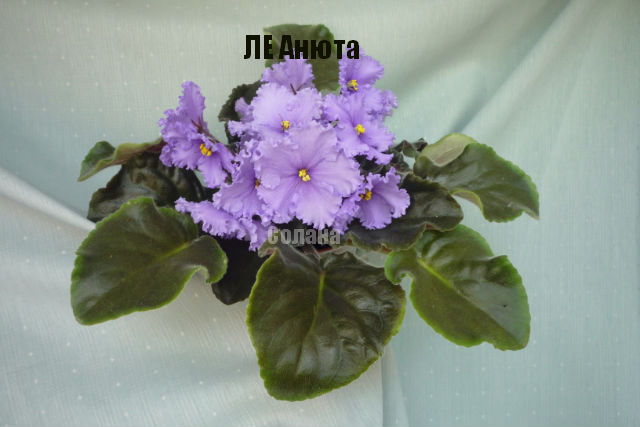 Копия P1050896.JPG