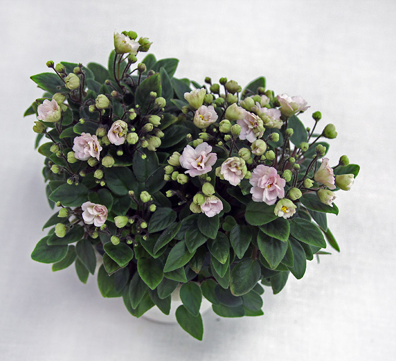 1 место – Pink Mint (S. Sorano), колл. Ж. Алексеева