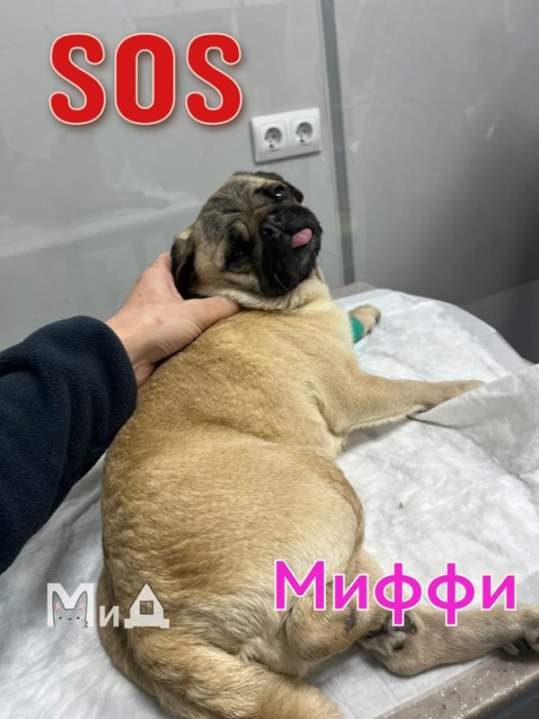 Миффи янв2025 мед.jpg