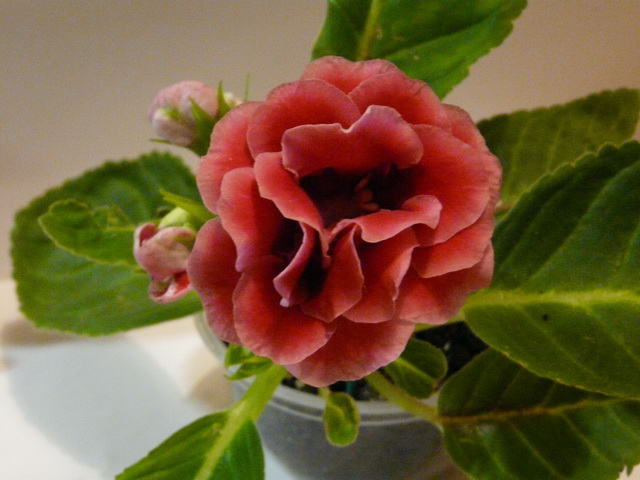P1000401_1.jpg