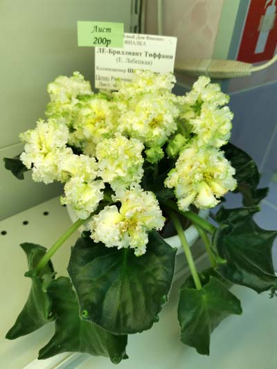 IMG_20250108_182850.jpg
