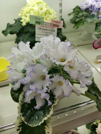 IMG_20250108_183431.jpg