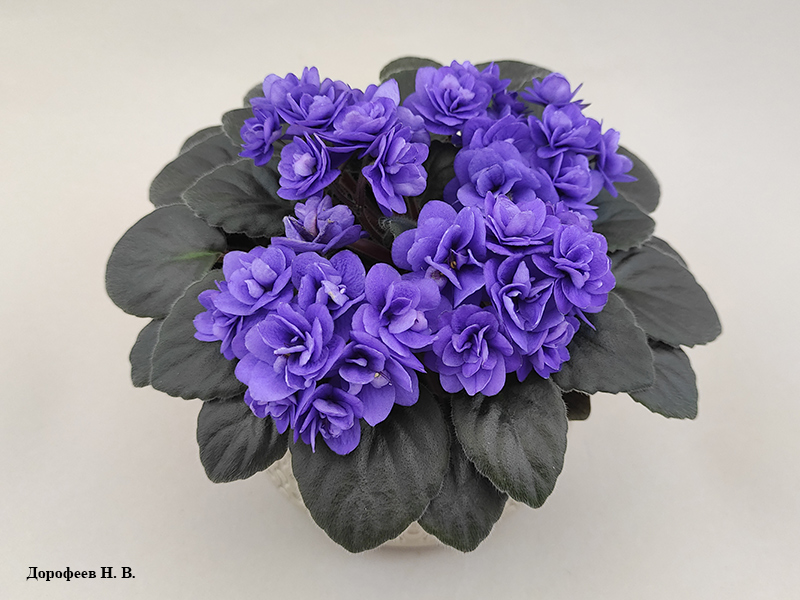 Ness' Crinkle Blue