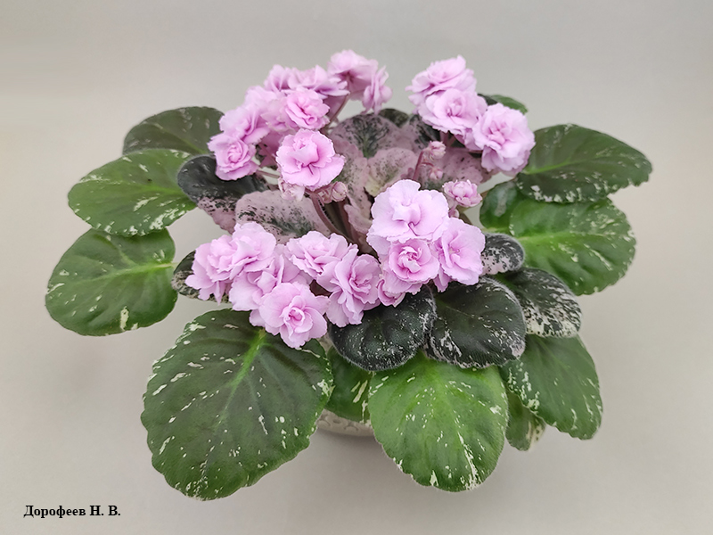 Rose Bouquet
